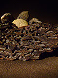 turtle on bark, schildkröte, Cornel, Schneider, Boxwood, Buchsbaum, ebony, buffalo horn, jpeg, jpg, scuplture, Schnitzerei, Carving, netsuke