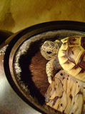 turtle on bark, schildkröte, Cornel, Schneider, Boxwood, Buchsbaum, ebony, buffalo horn, jpeg, jpg, scuplture, Schnitzerei, Carving, netsuke