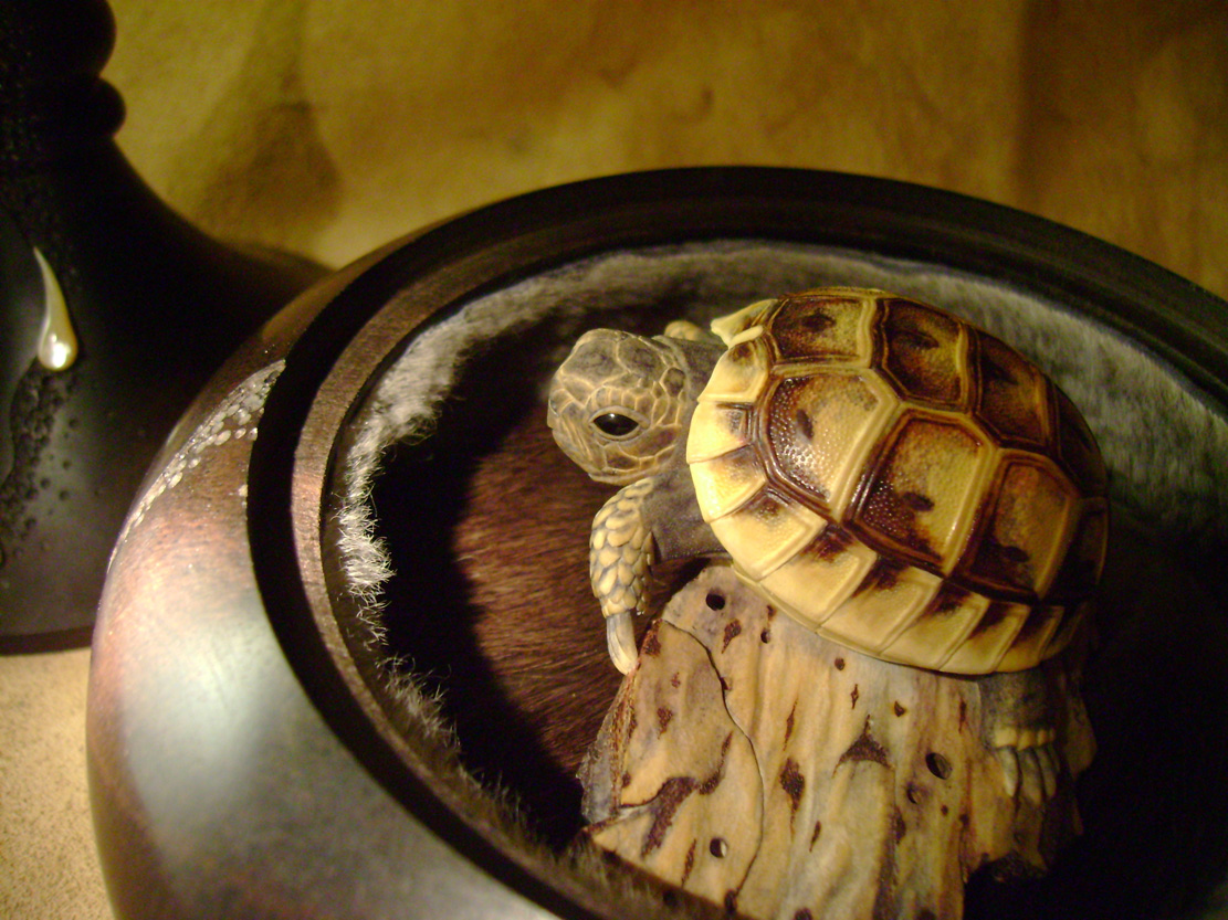 turtle on bark, schildkröte, Cornel, Schneider, Boxwood, Buchsbaum, ebony, buffalo horn, jpeg, jpg, scuplture, Schnitzerei, Carving, netsuke