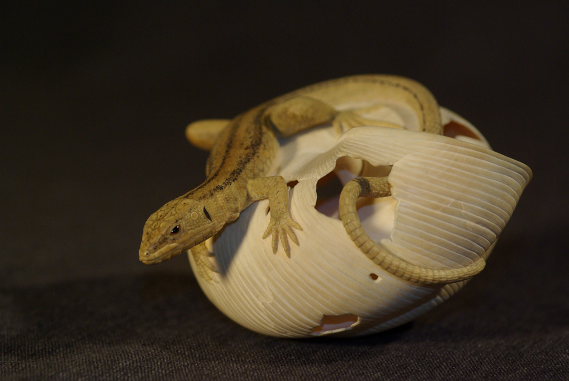 LIZARD ON SNAILHOUSE, Eidechse, Schneckenhaus, Cornel, Schneider, Boxwood, Buchsbaum,&nbsp; jpeg, jpg, scuplture, Schnitzerei, Carving, okimono