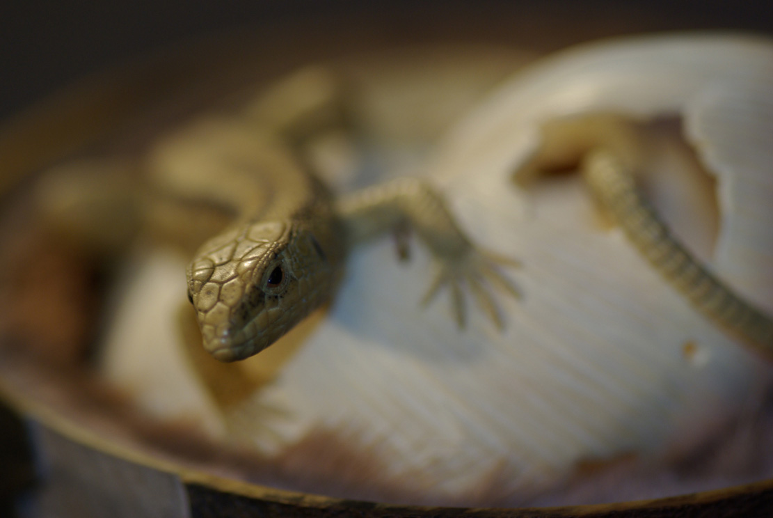 LIZARD ON SNAILHOUSE, Eidechse, Schneckenhaus, Cornel, Schneider, Boxwood, Buchsbaum,&nbsp; jpeg, jpg, scuplture, Schnitzerei, Carving, okimono