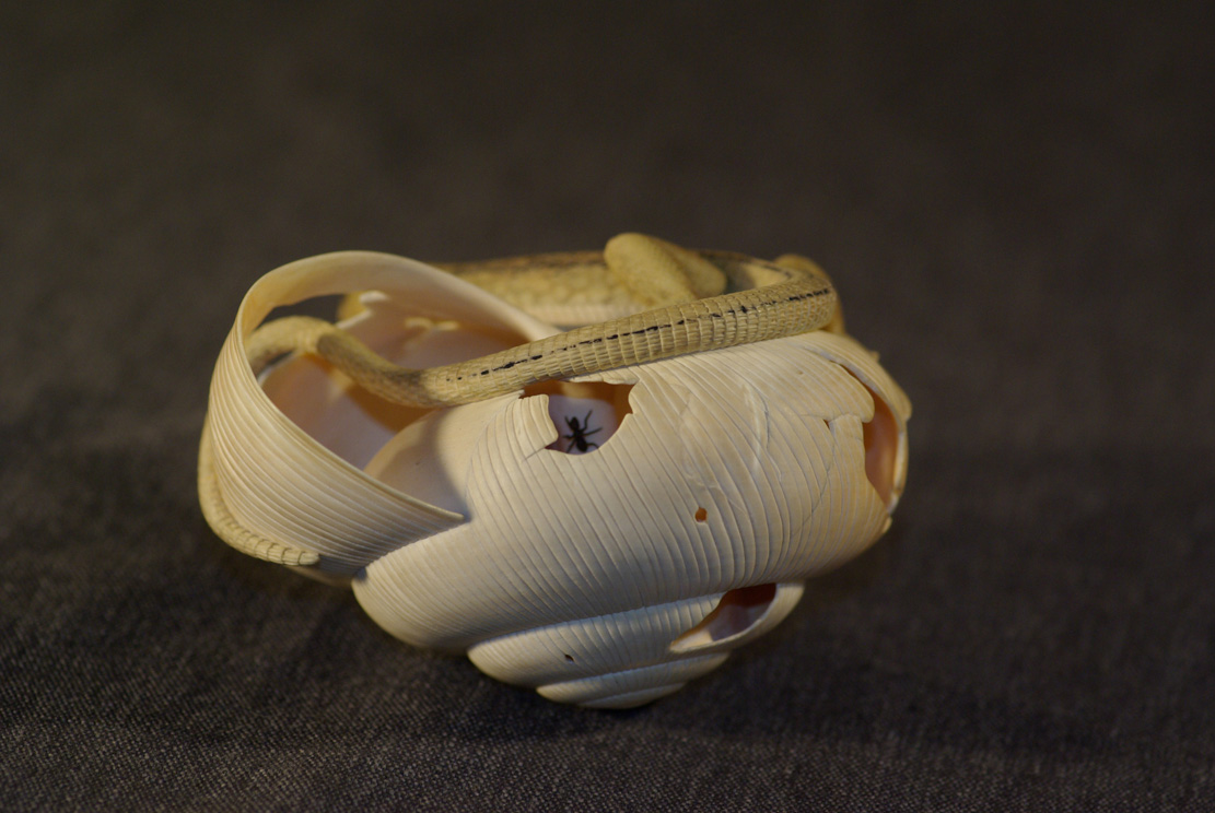 LIZARD ON SNAILHOUSE, Eidechse, Schneckenhaus, Cornel, Schneider, Boxwood, Buchsbaum,&nbsp; jpeg, jpg, scuplture, Schnitzerei, Carving, okimono