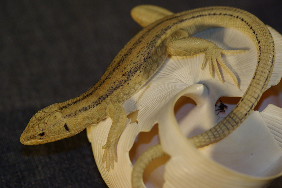 LIZARD ON SNAILHOUSE, Eidechse, Schneckenhaus, Cornel, Schneider, Boxwood, Buchsbaum,&nbsp; jpeg, jpg, scuplture, Schnitzerei, Carving, okimono