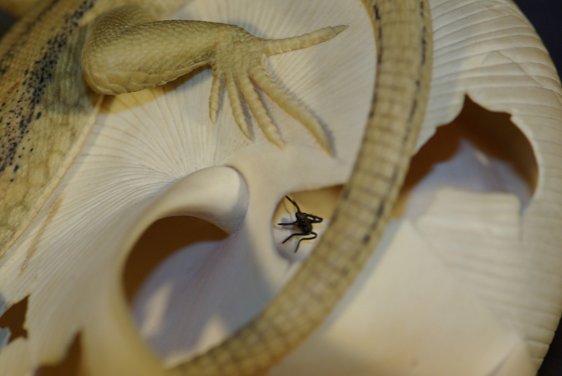 LIZARD ON SNAILHOUSE, Eidechse, Schneckenhaus, Cornel, Schneider, Boxwood, Buchsbaum,&nbsp; jpeg, jpg, scuplture, Schnitzerei, Carving, okimono