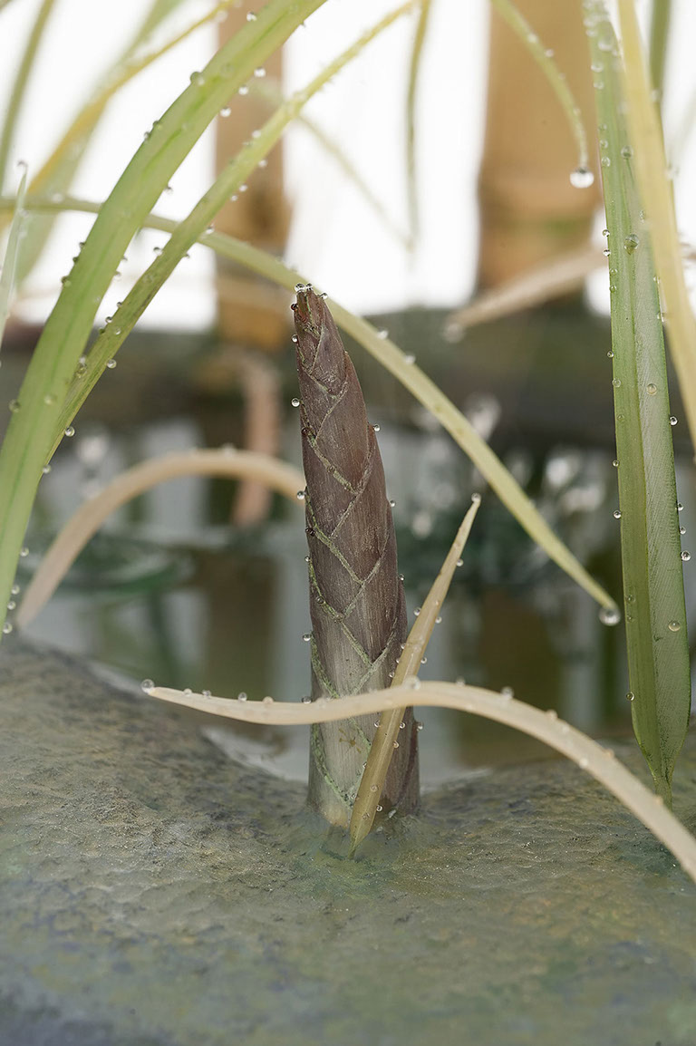 Old reed. altes Schilf, Snow, Ice, , Cornel, Schneider, Boxwood, Buchsbaum, jpeg, jpg, scuplture, Schnitzerei, Carving, okimono