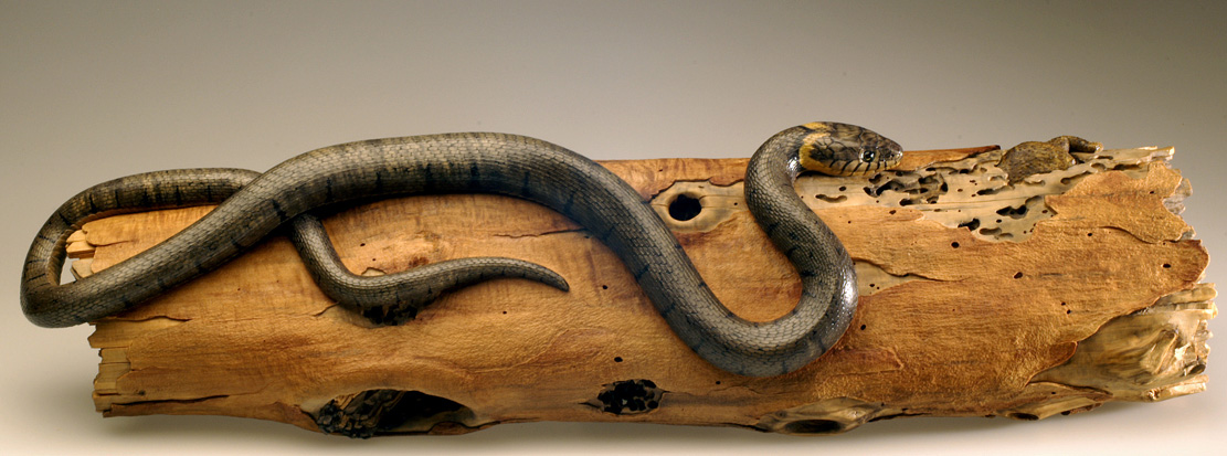 Natrix-Natrix, Ringelnatter, Grass snake, rindged, Cornel, Schneider, Boxwood, Buchsbaum,&nbsp; jpeg, jpg, scuplture, Schnitzerei, Carving, okimono