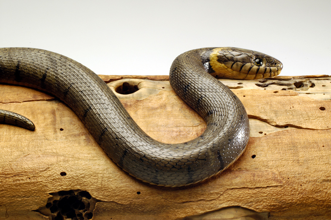 Natrix-Natrix, Ringelnatter, Grass snake, rindged, Cornel, Schneider, Boxwood, Buchsbaum,&nbsp; jpeg, jpg, scuplture, Schnitzerei, Carving, okimono