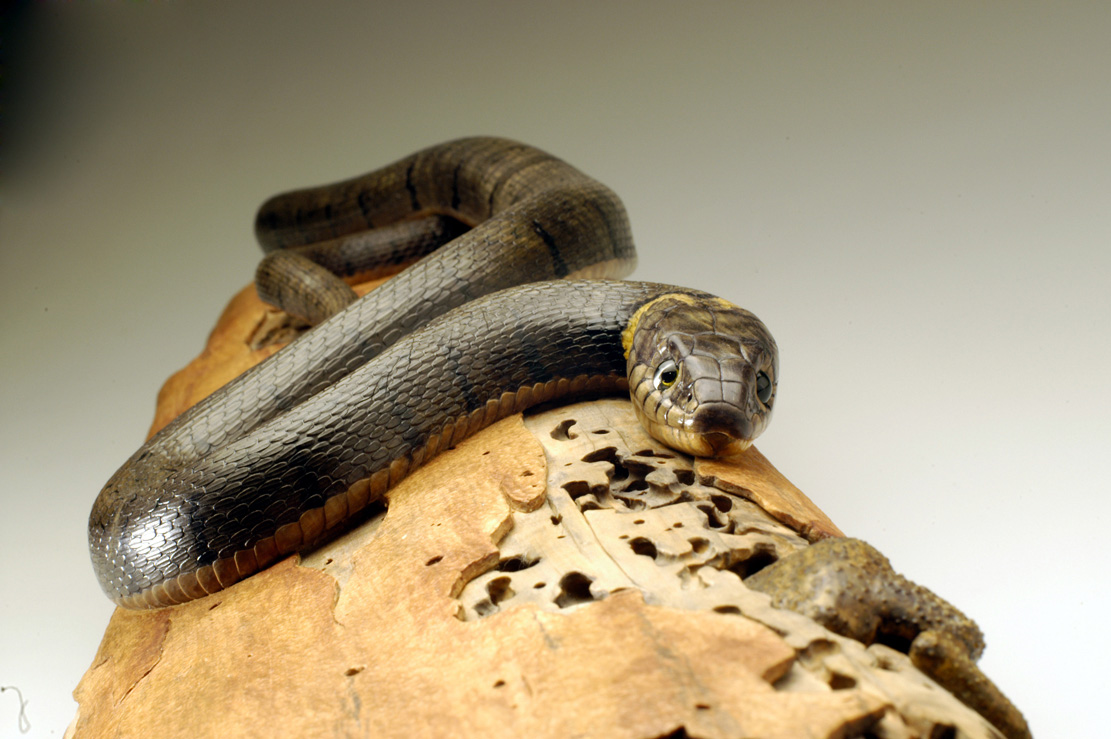 Natrix-Natrix, Ringelnatter, Grass snake, rindged, Cornel, Schneider, Boxwood, Buchsbaum,&nbsp; jpeg, jpg, scuplture, Schnitzerei, Carving, okimono