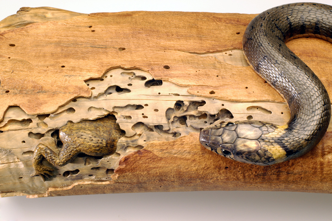 Natrix-Natrix, Ringelnatter, Grass snake, rindged, Cornel, Schneider, Boxwood, Buchsbaum,&nbsp; jpeg, jpg, scuplture, Schnitzerei, Carving, okimono