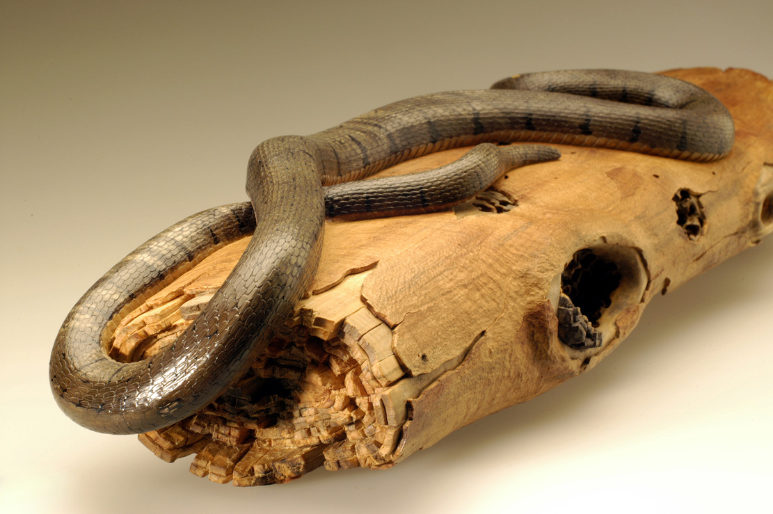 Natrix-Natrix, Ringelnatter, Grass snake, rindged, Cornel, Schneider, Boxwood, Buchsbaum,&nbsp; jpeg, jpg, scuplture, Schnitzerei, Carving, okimono