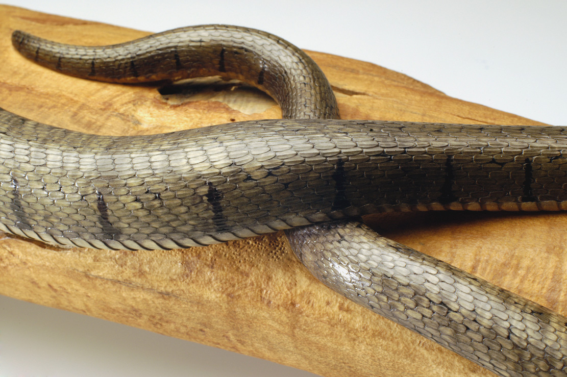 Natrix-Natrix, Ringelnatter, Grass snake, rindged, Cornel, Schneider, Boxwood, Buchsbaum,&nbsp; jpeg, jpg, scuplture, Schnitzerei, Carving, okimono