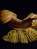 Snail on Gingkoleaf, schnecke, Ginkoblatt, Dewdrop, Cornel, Schneider, Boxwood, Buchsbaum,  jpeg, jpg, scuplture, Schnitzerei, Carving, netsuke 