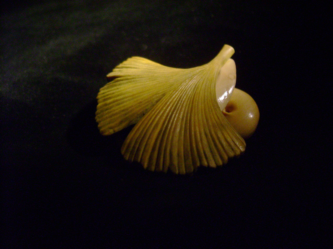 Snail on Gingkoleaf, schnecke, Ginkoblatt, Dewdrop, Cornel, Schneider, Boxwood, Buchsbaum,&nbsp; jpeg, jpg, scuplture, Schnitzerei, Carving, netsuke 