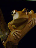 treefrog, Baumfrosch,Cornel, Schneider, Boxwood, Buchsbaum,  jpeg, jpg, scuplture, Schnitzerei, Carving, netsuke, okimono