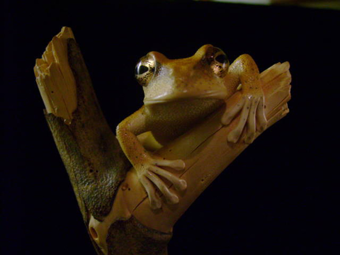 treefrog, Baumfrosch,Cornel, Schneider, Boxwood, Buchsbaum,&nbsp; jpeg, jpg, scuplture, Schnitzerei, Carving, netsuke, okimono