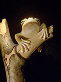 treefrog, Baumfrosch,Cornel, Schneider, Boxwood, Buchsbaum,  jpeg, jpg, scuplture, Schnitzerei, Carving, netsuke, okimono