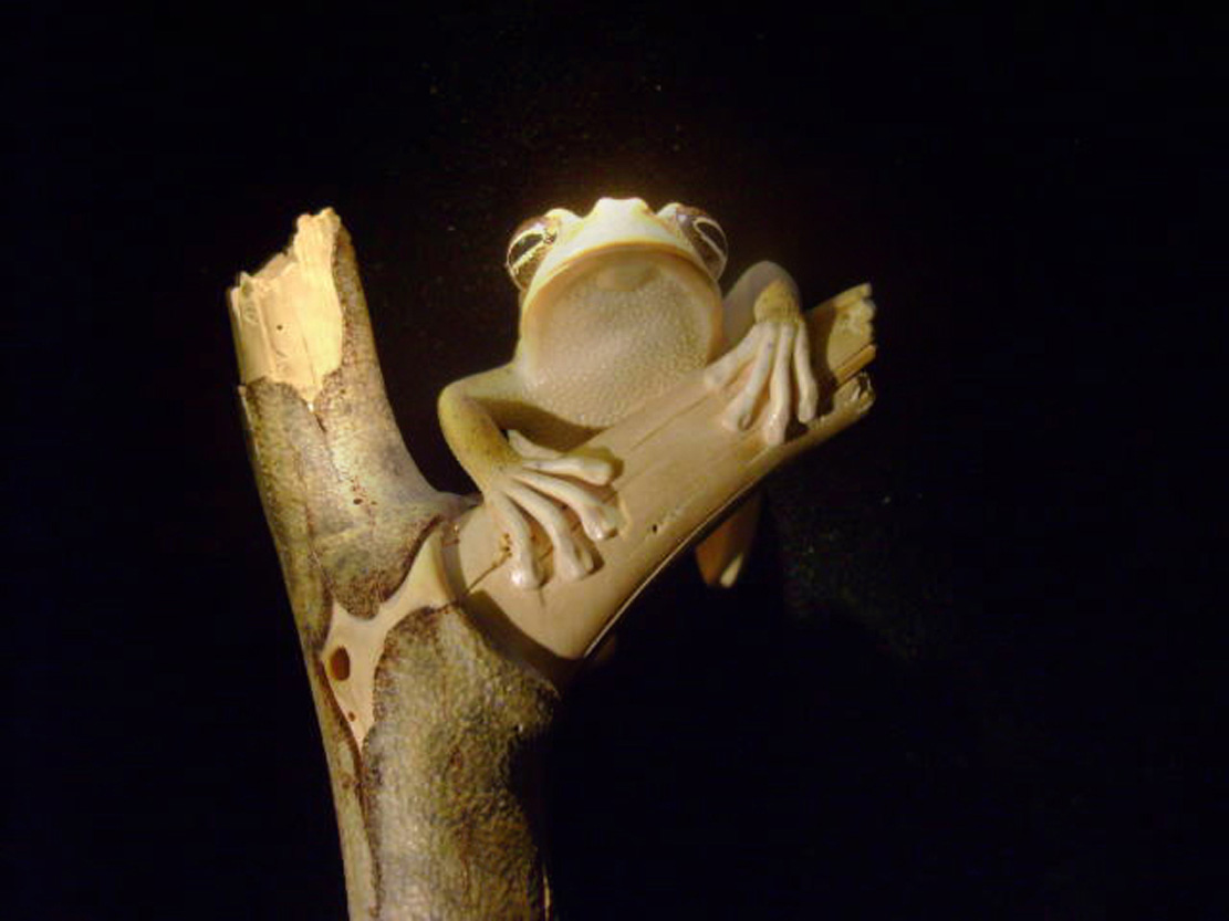 treefrog, Baumfrosch,Cornel, Schneider, Boxwood, Buchsbaum,&nbsp; jpeg, jpg, scuplture, Schnitzerei, Carving, netsuke, okimono