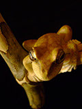 treefrog, Baumfrosch,Cornel, Schneider, Boxwood, Buchsbaum,  jpeg, jpg, scuplture, Schnitzerei, Carving, netsuke, okimono