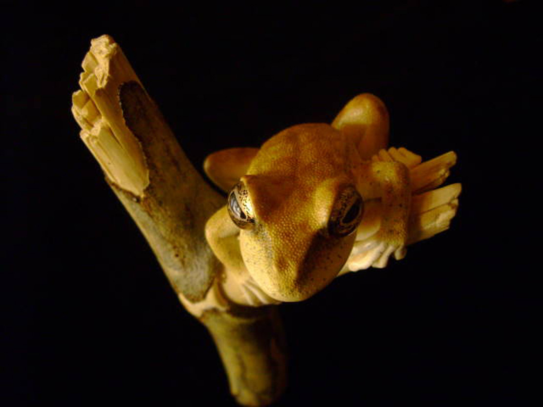 treefrog, Baumfrosch,Cornel, Schneider, Boxwood, Buchsbaum,&nbsp; jpeg, jpg, scuplture, Schnitzerei, Carving, netsuke, okimono