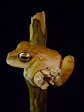 treefrog, Baumfrosch,Cornel, Schneider, Boxwood, Buchsbaum,  jpeg, jpg, scuplture, Schnitzerei, Carving, netsuke, okimono