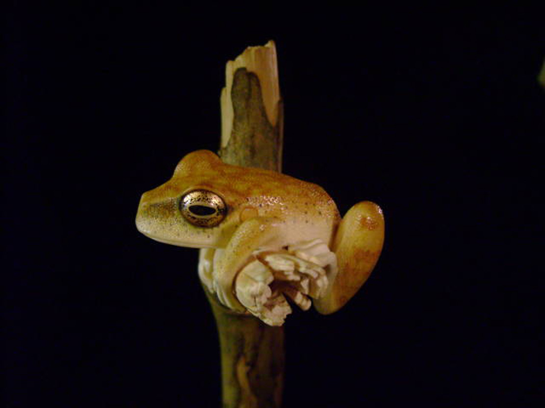 treefrog, Baumfrosch,Cornel, Schneider, Boxwood, Buchsbaum,&nbsp; jpeg, jpg, scuplture, Schnitzerei, Carving, netsuke, okimono