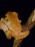 treefrog, Baumfrosch,Cornel, Schneider, Boxwood, Buchsbaum,  jpeg, jpg, scuplture, Schnitzerei, Carving, netsuke, okimono