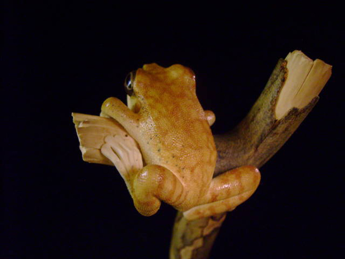 treefrog, Baumfrosch,Cornel, Schneider, Boxwood, Buchsbaum,&nbsp; jpeg, jpg, scuplture, Schnitzerei, Carving, netsuke, okimono