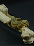 LIZARD ON BONE, Eidechse, Knochen, Cornel, Schneider, Boxwood, Buchsbaum,  jpeg, jpg, scuplture, Schnitzerei, Carving, sashi, netsuke, 