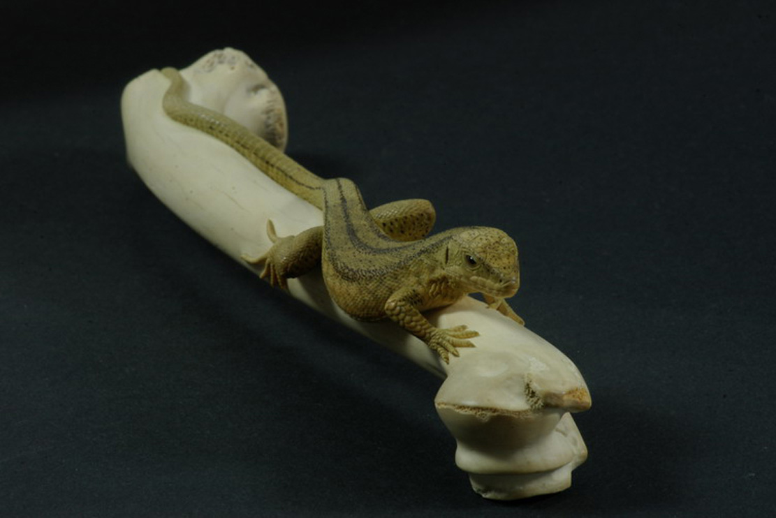 LIZARD ON BONE, Eidechse, Knochen, Cornel, Schneider, Boxwood, Buchsbaum,&nbsp; jpeg, jpg, scuplture, Schnitzerei, Carving, sashi, netsuke, 