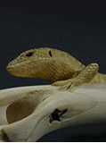 LIZARD ON BONE, Eidechse, Knochen, Cornel, Schneider, Boxwood, Buchsbaum,  jpeg, jpg, scuplture, Schnitzerei, Carving, sashi, netsuke, 