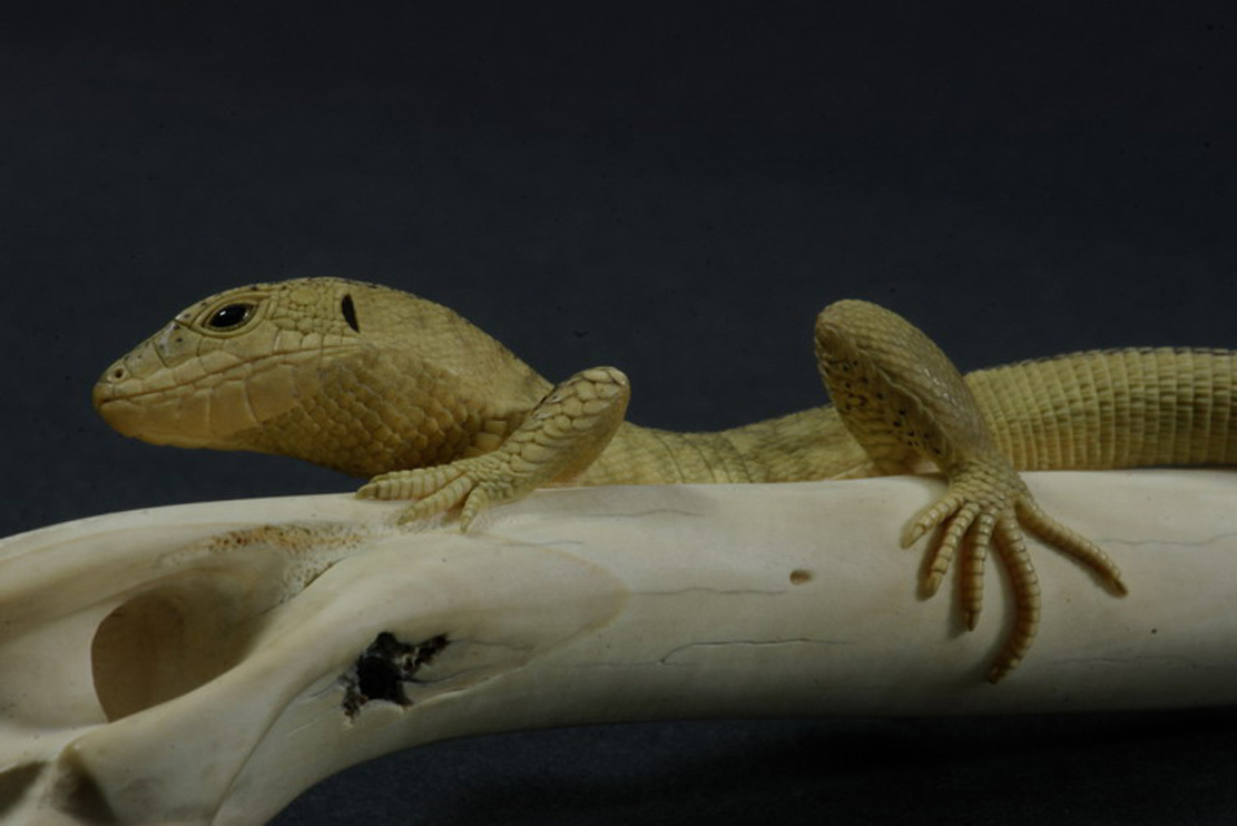 LIZARD ON BONE, Eidechse, Knochen, Cornel, Schneider, Boxwood, Buchsbaum,&nbsp; jpeg, jpg, scuplture, Schnitzerei, Carving, sashi, netsuke, 