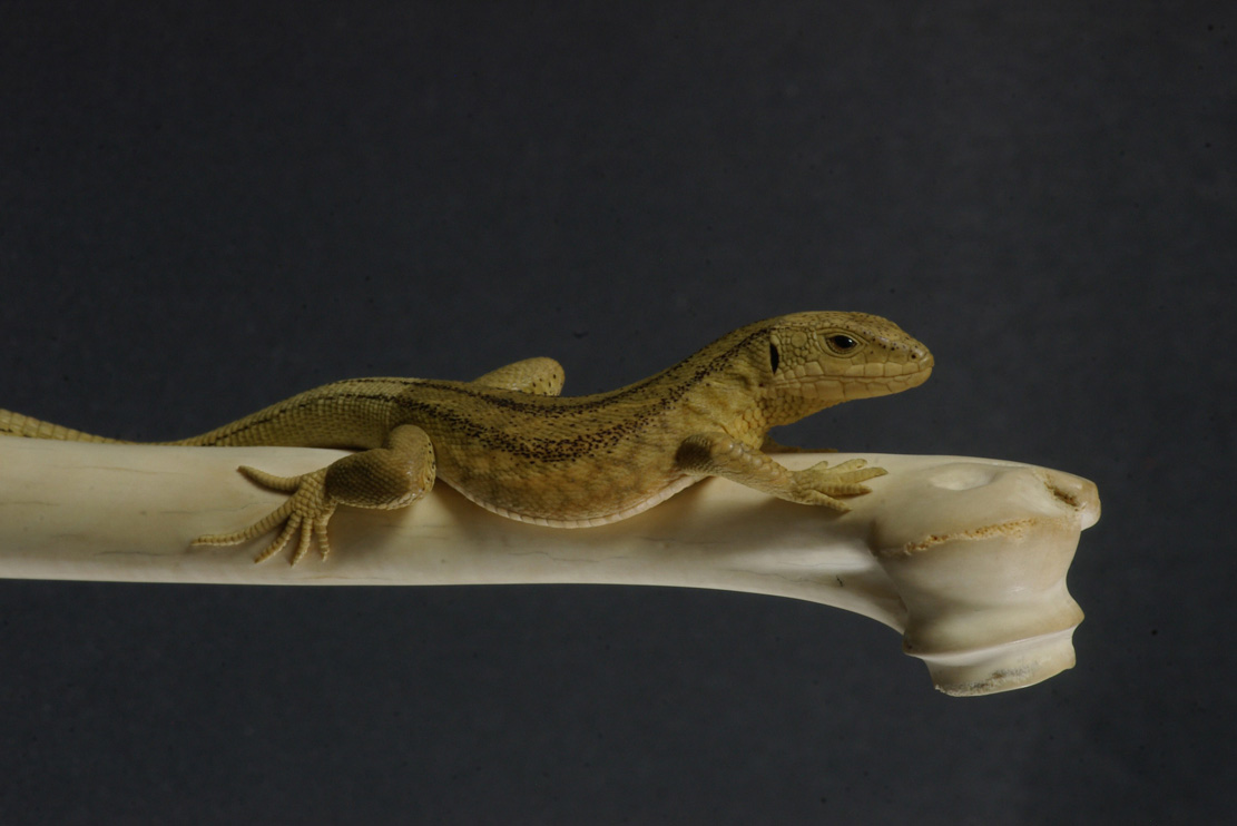 LIZARD ON BONE, Eidechse, Knochen, Cornel, Schneider, Boxwood, Buchsbaum,&nbsp; jpeg, jpg, scuplture, Schnitzerei, Carving, sashi, netsuke, 