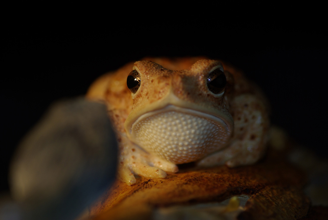 MEETING, Toad, Aspisviper, Kröte, Cornel, Schneider, Boxwood, Buchsbaum, Acrylglass, jpeg, jpg, scuplture, Schnitzerei, Carving,okimono