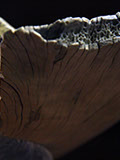 toad on lotusleaf, Kröte, Cornel, Schneider, Boxwood, Buchsbaum, Acrylglas, Ivory, jpeg, jpg, scuplture, Schnitzerei, Carving, okimono
