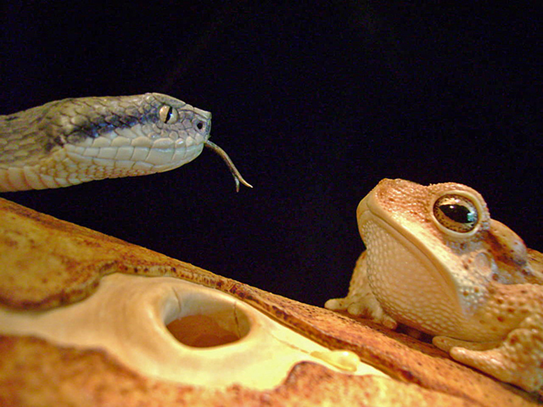 MEETING, Toad, Aspisviper, Kröte, Cornel, Schneider, Boxwood, Buchsbaum, Acrylglass, jpeg, jpg, scuplture, Schnitzerei, Carving, okimono