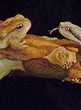 MEETING, Toad, Aspisviper, Kröte, Cornel, Schneider, Boxwood, Buchsbaum, Acrylglass, jpeg, jpg, scuplture, Schnitzerei, Carving, okimono