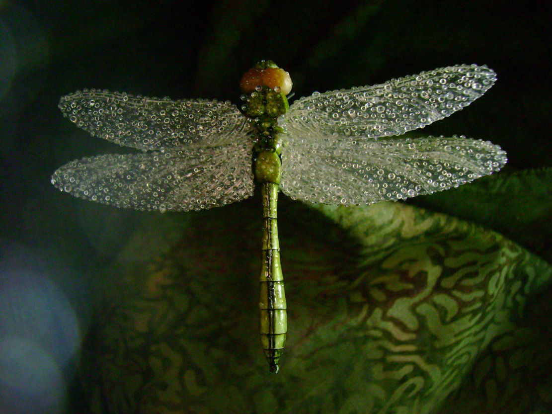 Dragonfly, libelle, Cornel, Schneider, Mammoth ivory, Mammut Elfenbein, Buffalo horn, jpeg, jpg, scuplture, Schnitzerei, Carving, objet d'art