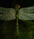 Dragonfly, libelle, Cornel, Schneider, Mammoth ivory, Mammut Elfenbein, Buffalo horn, jpeg, jpg, scuplture, Schnitzerei, Carving, objet d'art