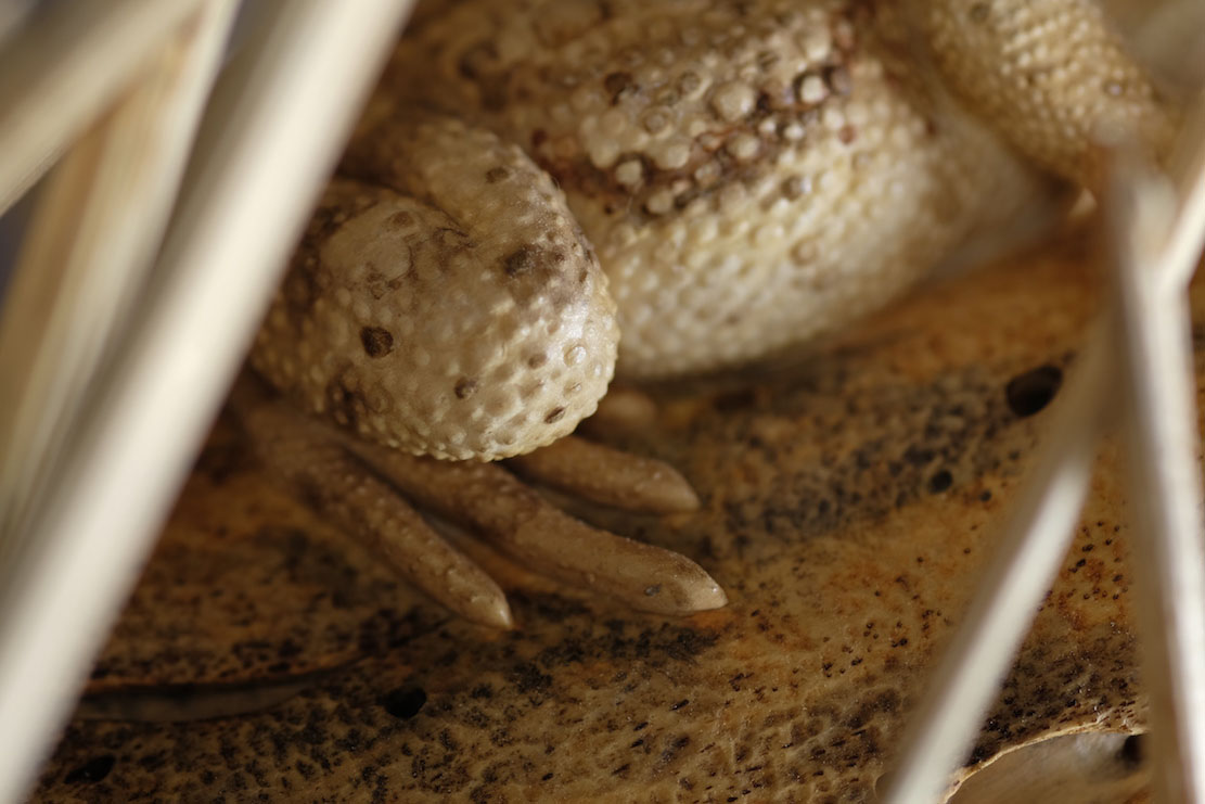 Snake, Schlange, Toad, Kröte, Cornel, Schneider, Boxwood, Buchsbaum, jpeg, jpg, scuplture, Schnitzerei, Carving, okimono