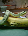 Snake, Schlange, Toad, Kröte, Cornel, Schneider, Boxwood, Buchsbaum, jpeg, jpg, scuplture, Schnitzerei, Carving, okimono